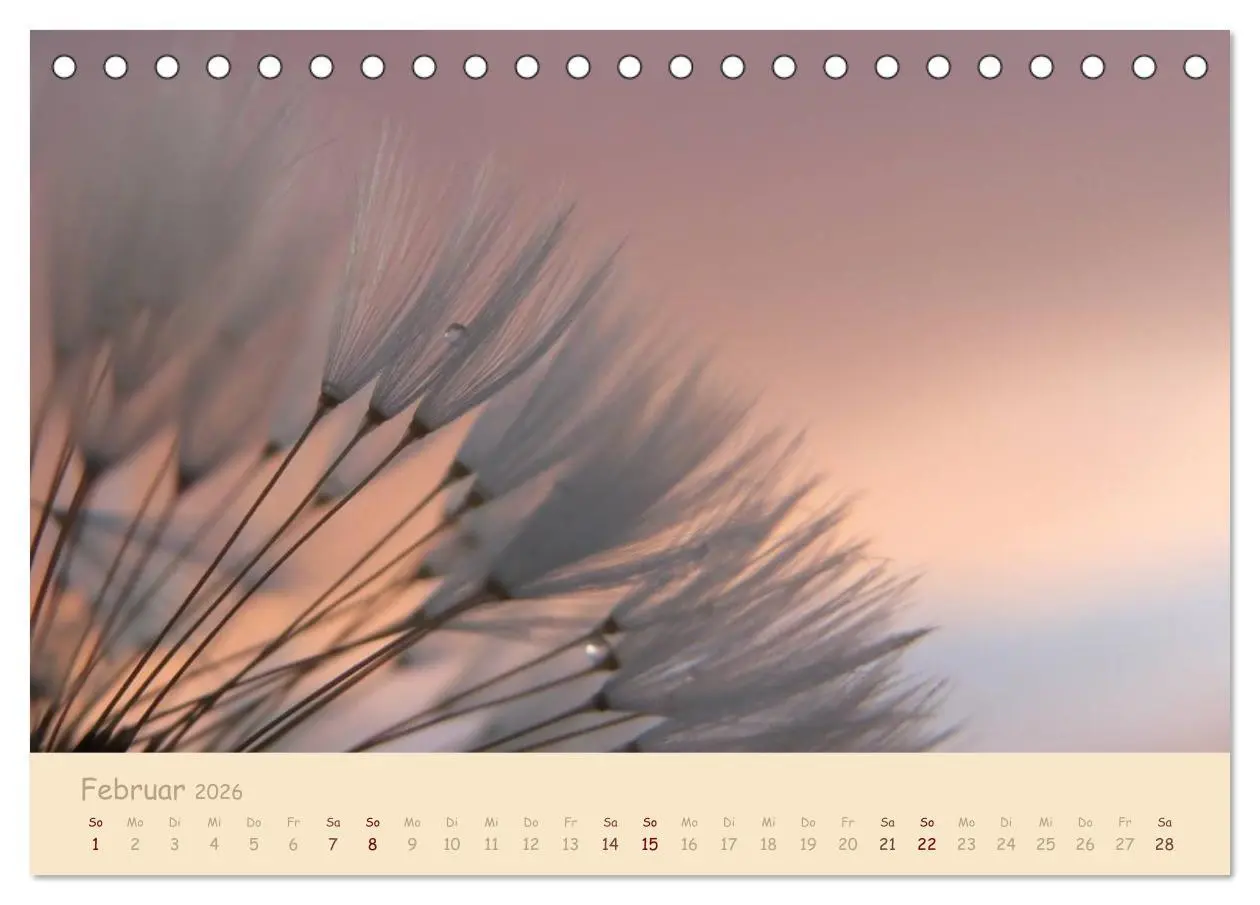 Bild: 9783516082364 | Unscheinbare Schönheit - Pusteblume (Tischkalender 2026 DIN A5...
