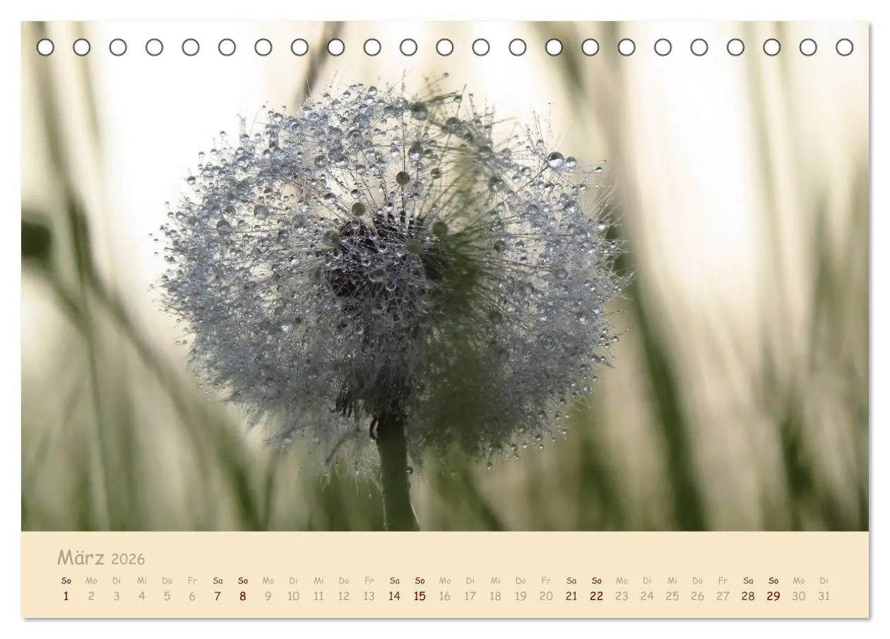 Bild: 9783516082364 | Unscheinbare Schönheit - Pusteblume (Tischkalender 2026 DIN A5...