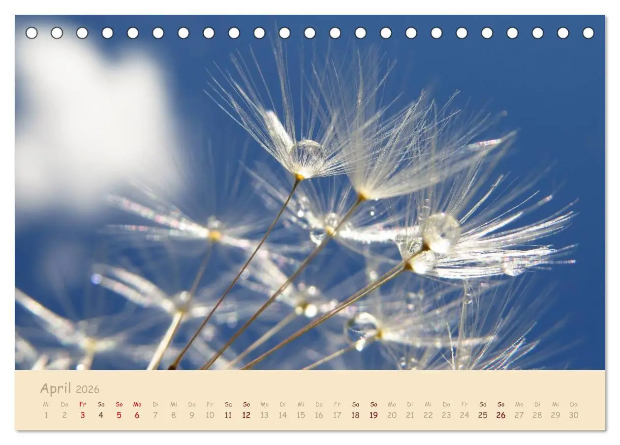 Bild: 9783516082364 | Unscheinbare Schönheit - Pusteblume (Tischkalender 2026 DIN A5...