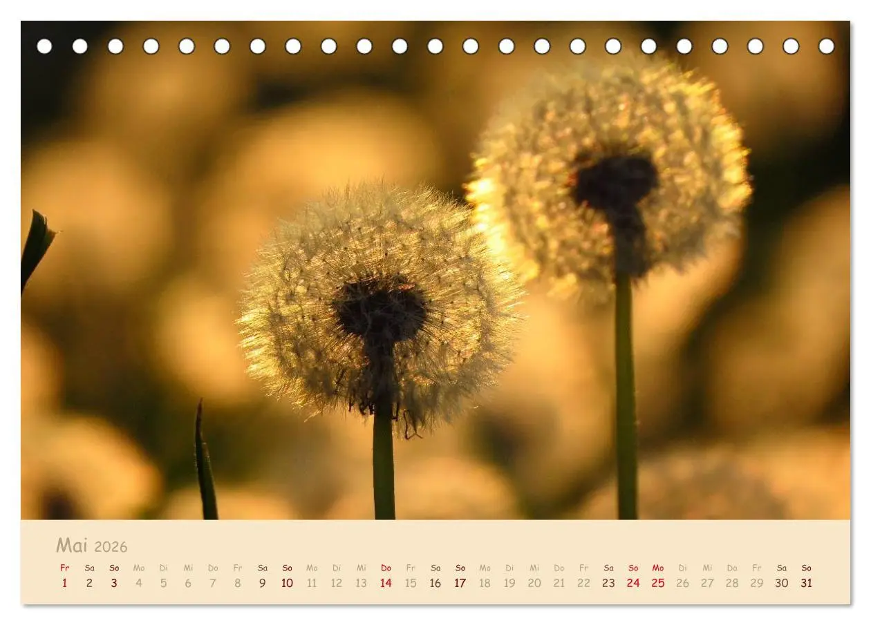 Bild: 9783516082364 | Unscheinbare Schönheit - Pusteblume (Tischkalender 2026 DIN A5...