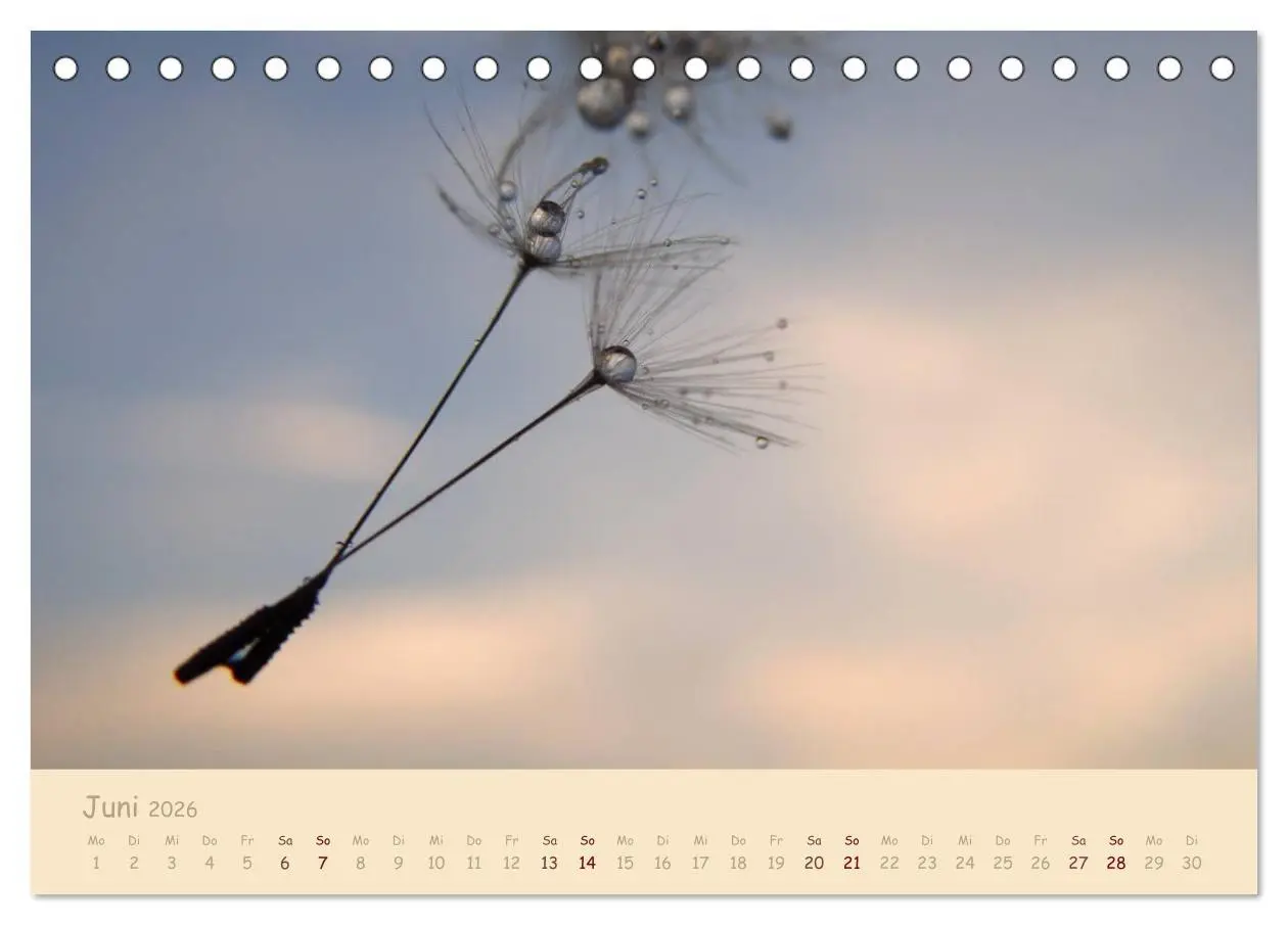 Bild: 9783516082364 | Unscheinbare Schönheit - Pusteblume (Tischkalender 2026 DIN A5...