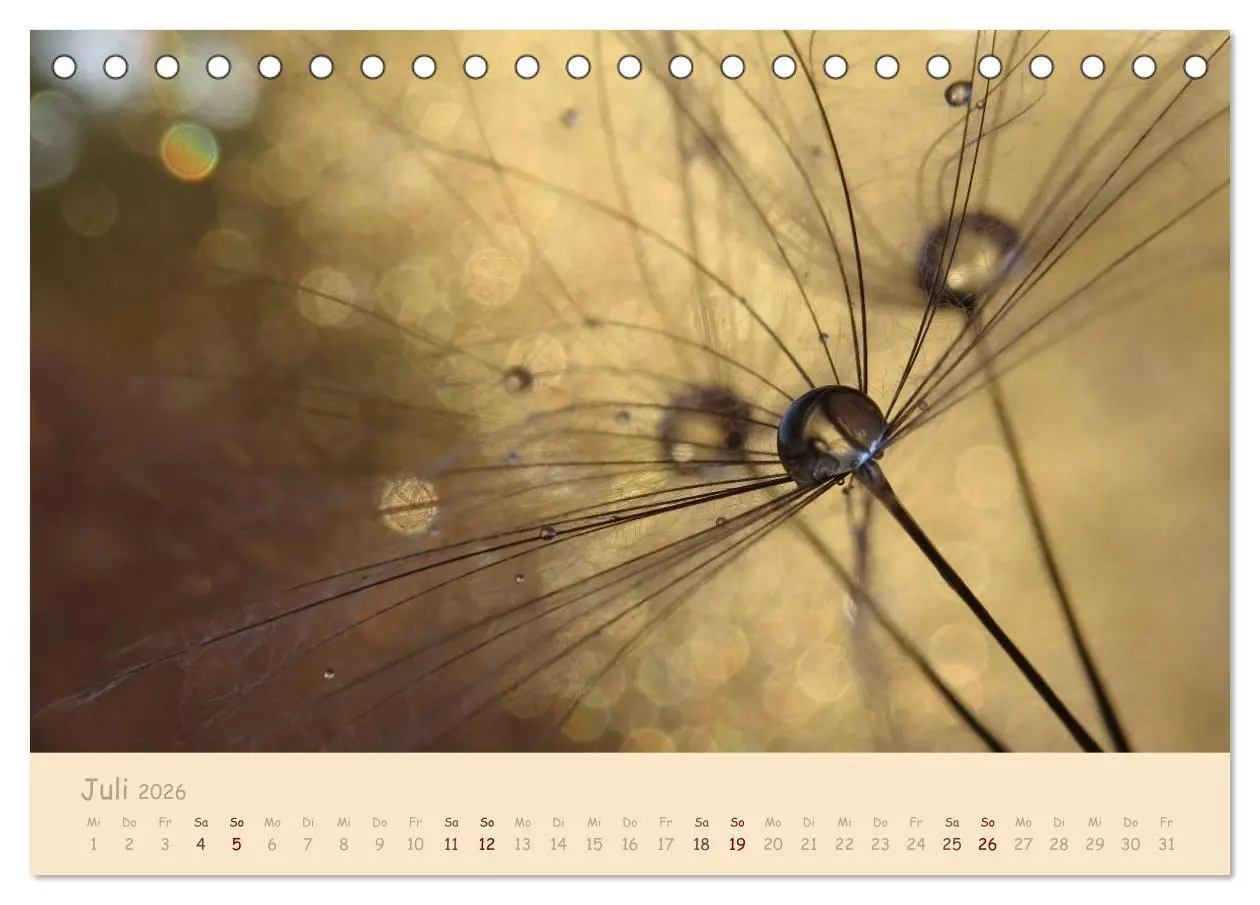 Bild: 9783516082364 | Unscheinbare Schönheit - Pusteblume (Tischkalender 2026 DIN A5...