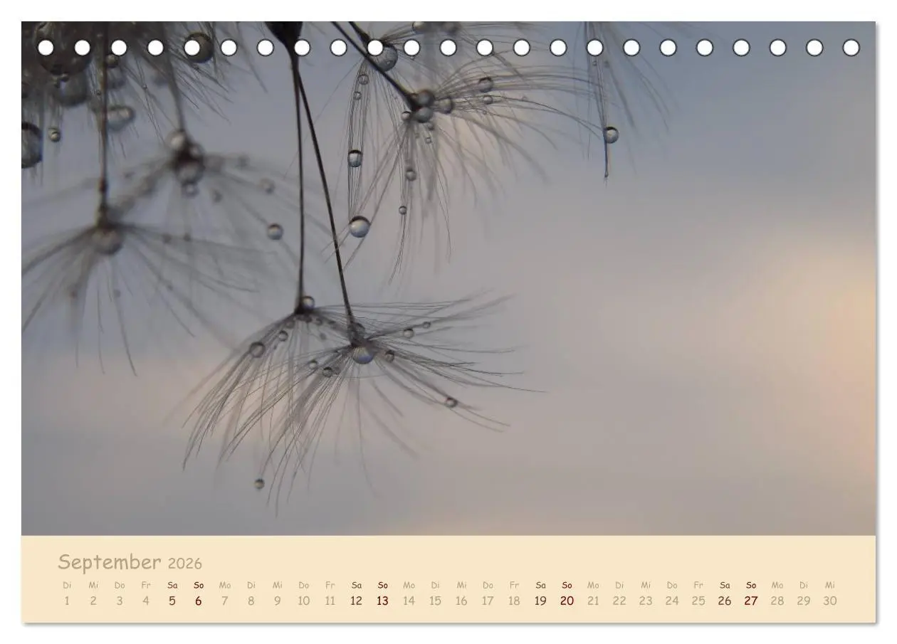 Bild: 9783516082364 | Unscheinbare Schönheit - Pusteblume (Tischkalender 2026 DIN A5...