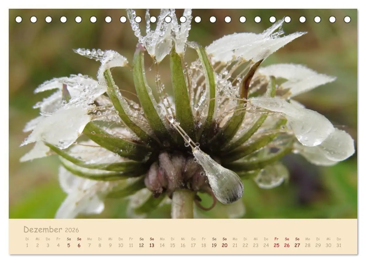 Bild: 9783516082364 | Unscheinbare Schönheit - Pusteblume (Tischkalender 2026 DIN A5...