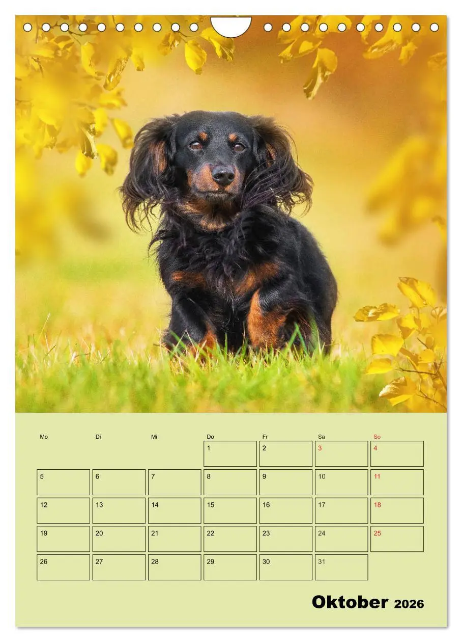 Bild: 9783516382464 | Dackelträume - Ein Familienplaner für das Jahr (Wandkalender 2026...