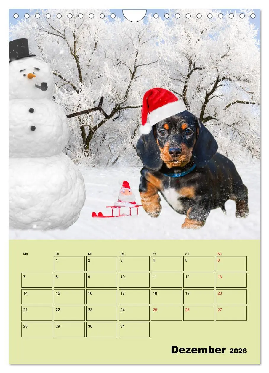 Bild: 9783516382464 | Dackelträume - Ein Familienplaner für das Jahr (Wandkalender 2026...