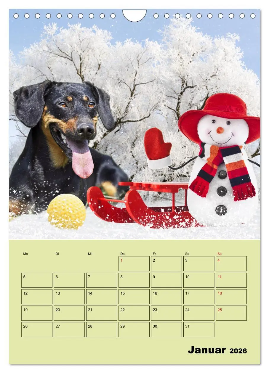 Bild: 9783516382464 | Dackelträume - Ein Familienplaner für das Jahr (Wandkalender 2026...
