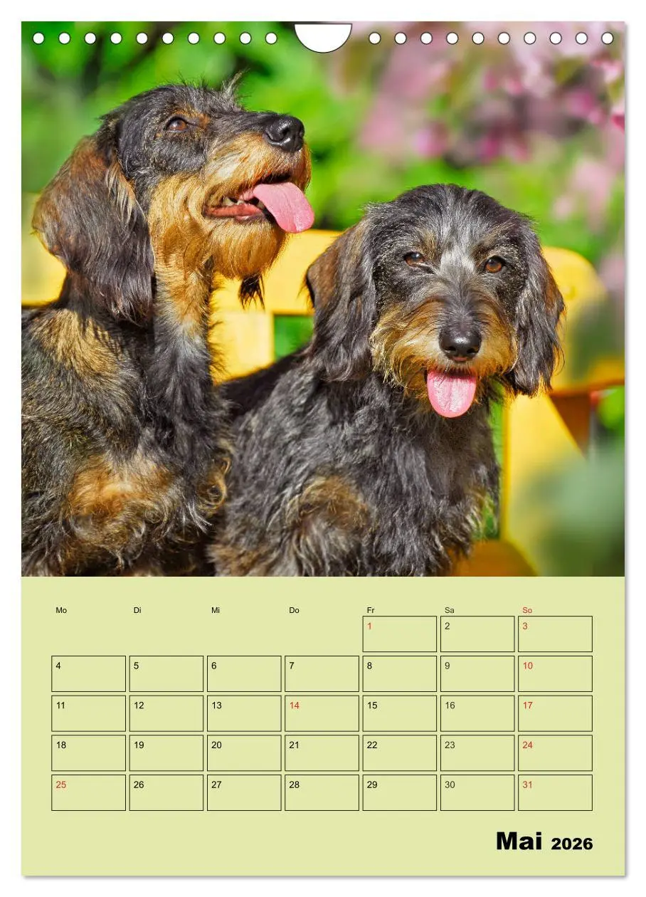 Bild: 9783516382464 | Dackelträume - Ein Familienplaner für das Jahr (Wandkalender 2026...