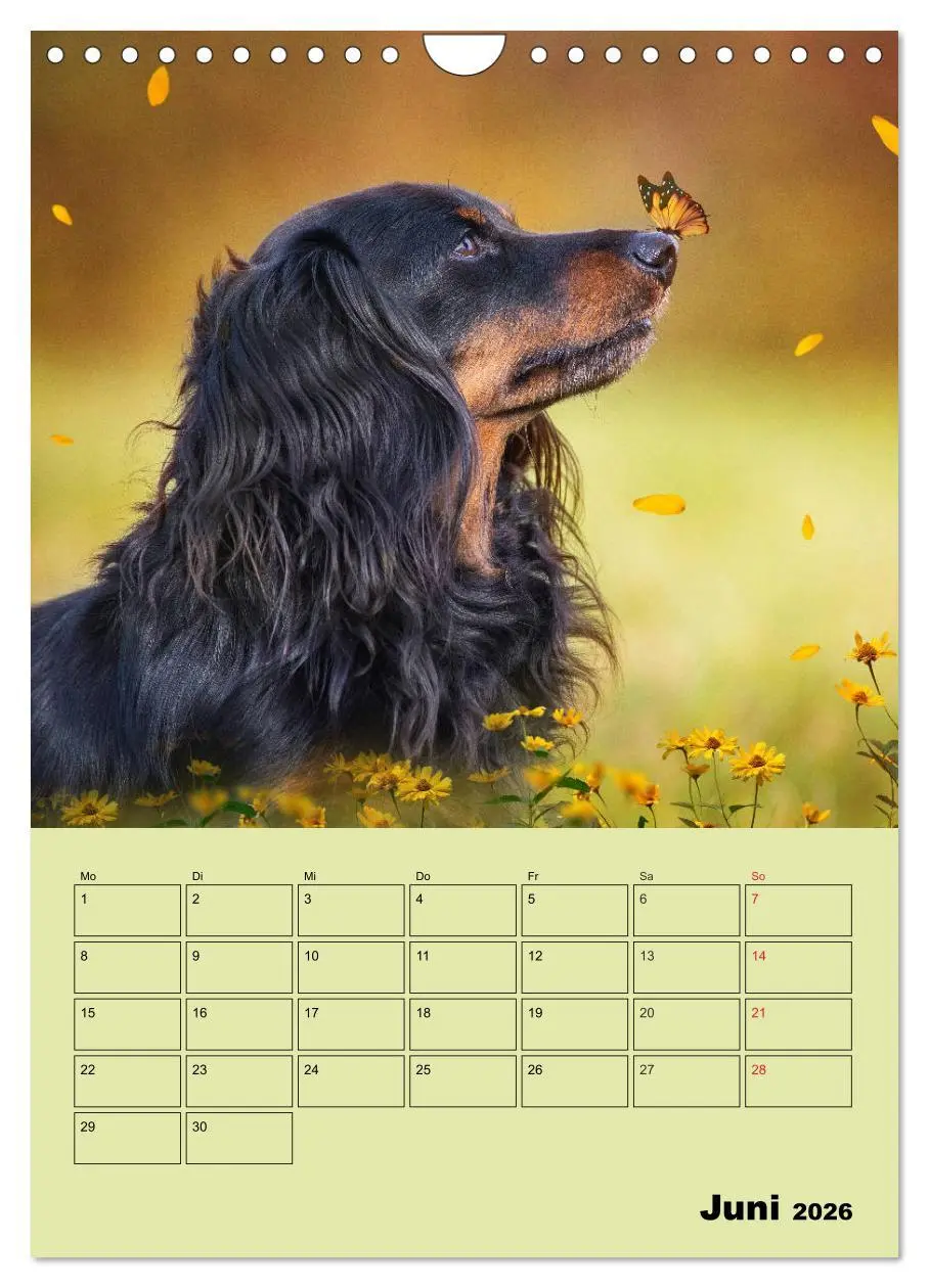 Bild: 9783516382464 | Dackelträume - Ein Familienplaner für das Jahr (Wandkalender 2026...