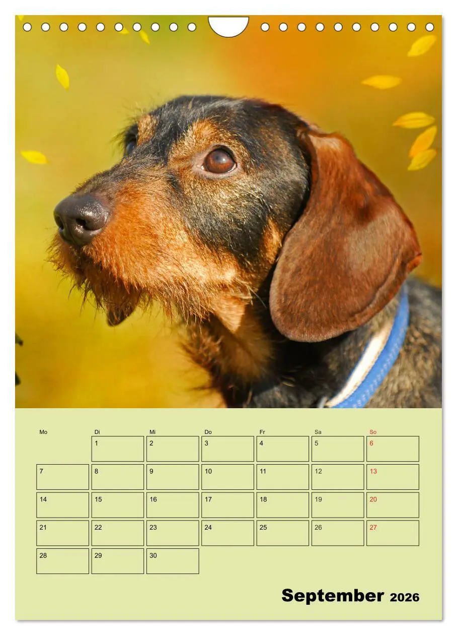 Bild: 9783516382464 | Dackelträume - Ein Familienplaner für das Jahr (Wandkalender 2026...