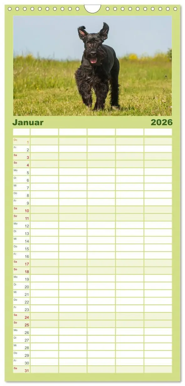 Bild: 9783516522464 | Familienplaner 2026 - Treuer Freund Riesenschnauzer mit 5 Spalten...