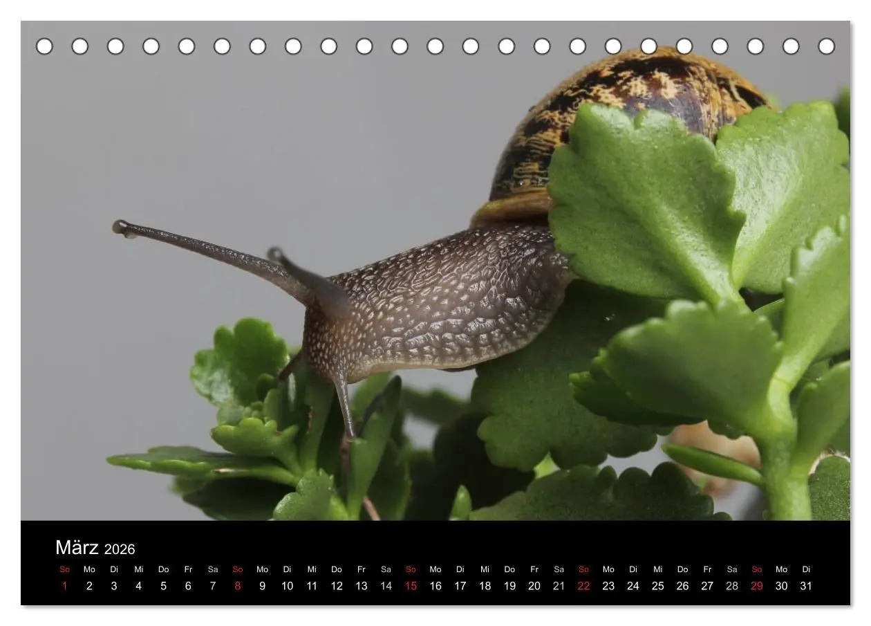 Bild: 9783516132564 | Lautlose Begleiter - Schnecken (Tischkalender 2026 DIN A5 quer),...