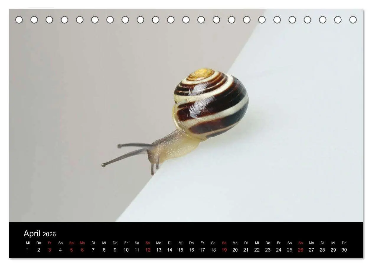 Bild: 9783516132564 | Lautlose Begleiter - Schnecken (Tischkalender 2026 DIN A5 quer),...