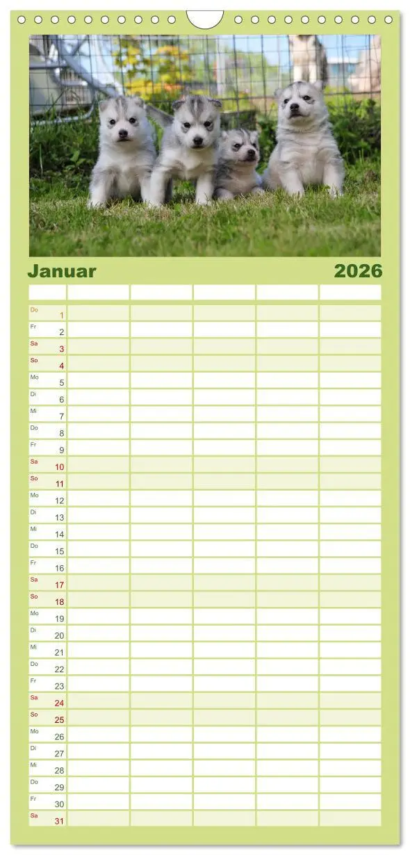 Bild: 9783516512564 | Familienplaner 2026 - Husky Welpen mit 5 Spalten (Wandkalender, 21...