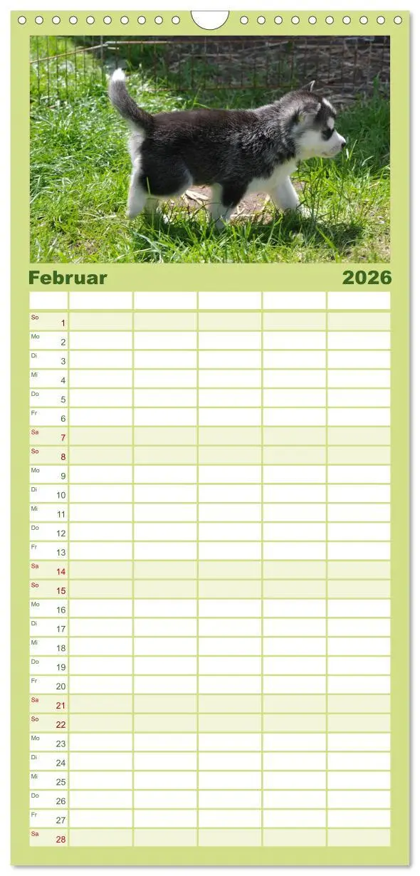Bild: 9783516512564 | Familienplaner 2026 - Husky Welpen mit 5 Spalten (Wandkalender, 21...
