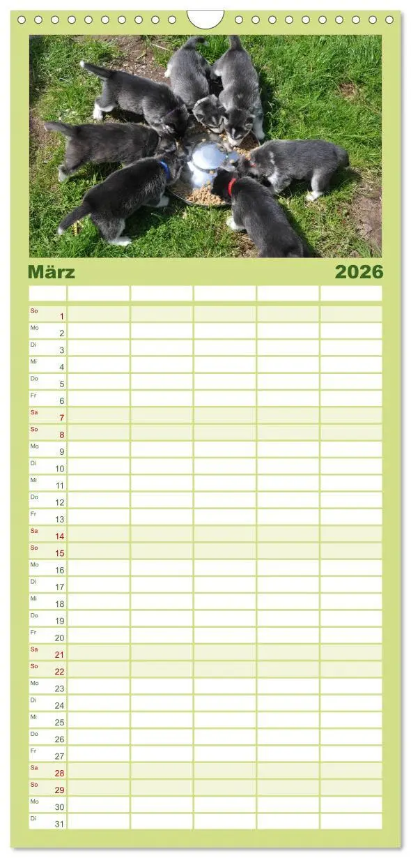 Bild: 9783516512564 | Familienplaner 2026 - Husky Welpen mit 5 Spalten (Wandkalender, 21...