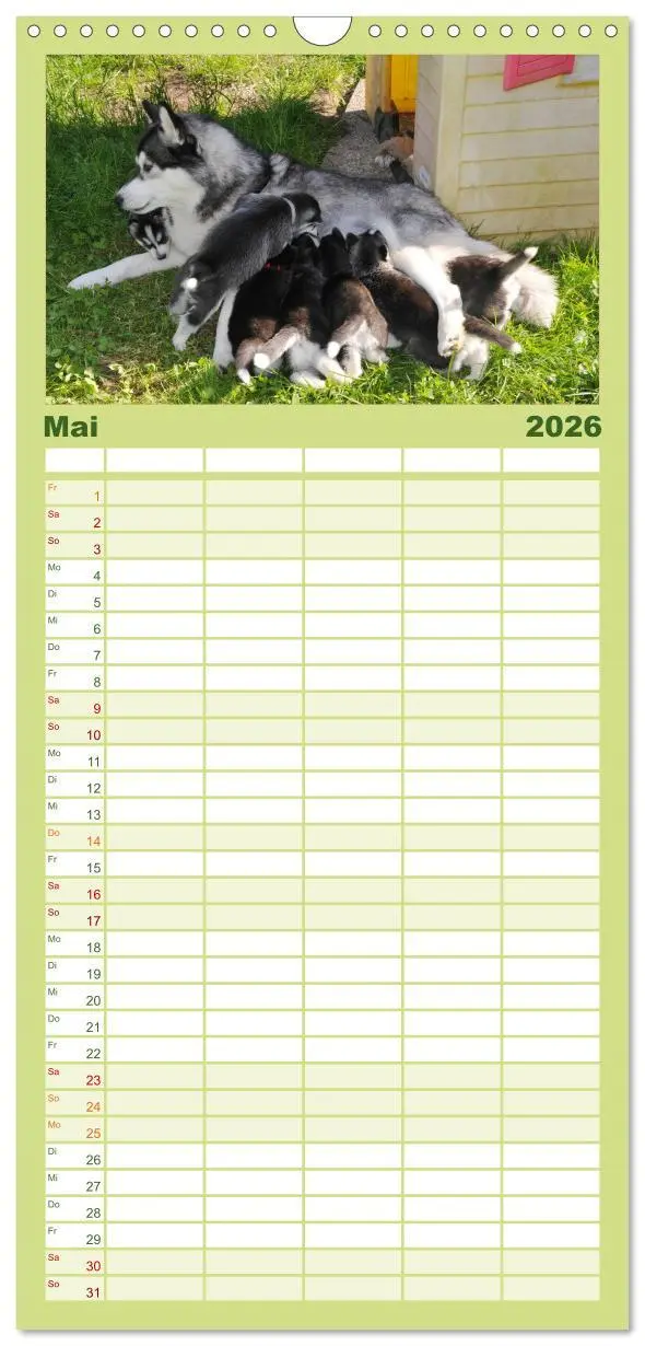 Bild: 9783516512564 | Familienplaner 2026 - Husky Welpen mit 5 Spalten (Wandkalender, 21...