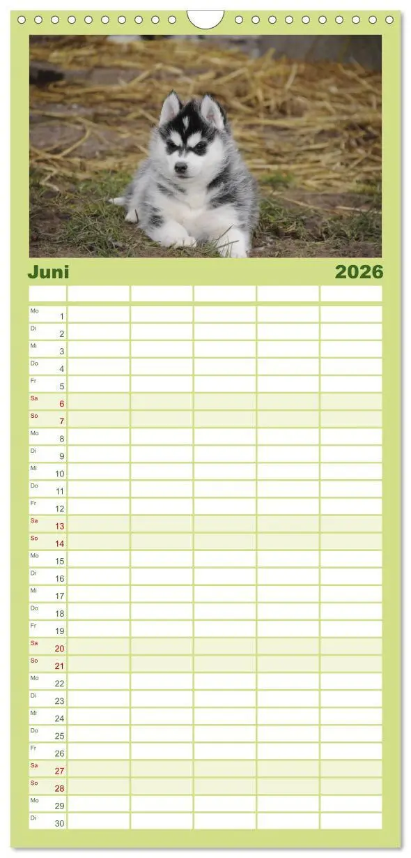 Bild: 9783516512564 | Familienplaner 2026 - Husky Welpen mit 5 Spalten (Wandkalender, 21...