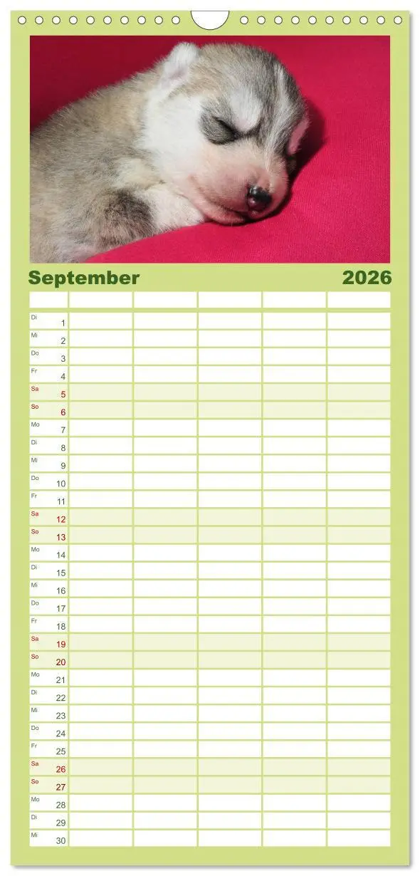 Bild: 9783516512564 | Familienplaner 2026 - Husky Welpen mit 5 Spalten (Wandkalender, 21...