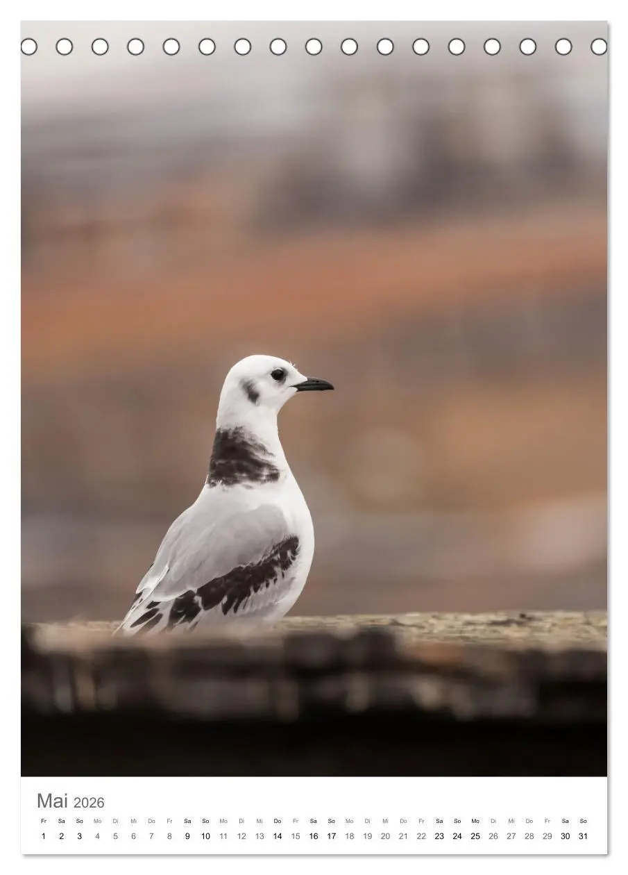 Bild: 9783516292664 | Die Arktis - Naturfotografien aus Spitzbergen (Tischkalender 2026...