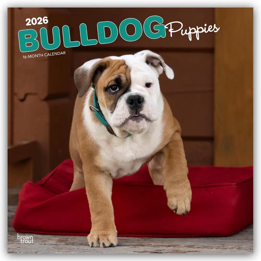 Cover: 9798330702664 | Bulldog Puppies - Bulldogge Welpen 2026 - 16-Monatskalender | Inc