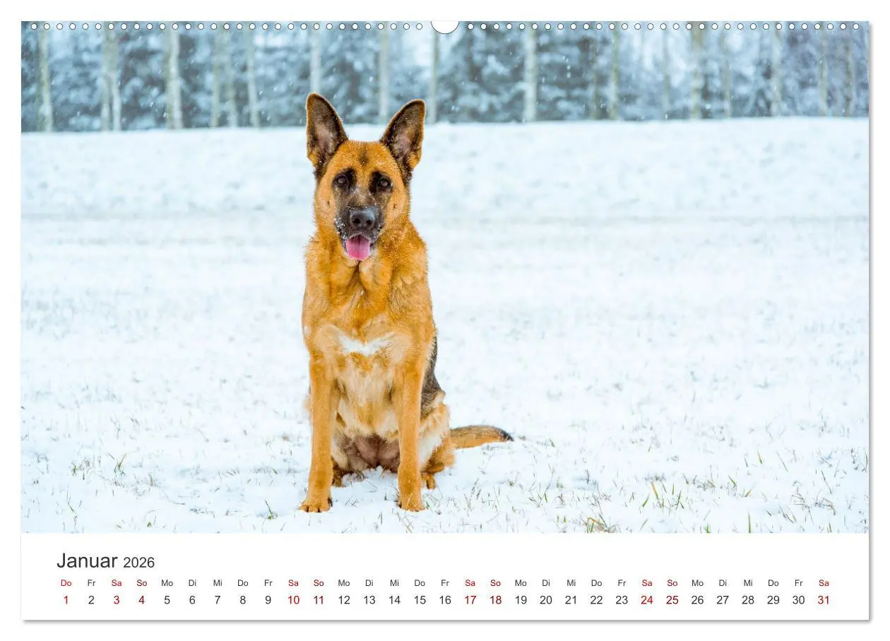 Bild: 9783457552964 | Schäferhunde - Die gutmütigen Wegbegleiter. (Wandkalender 2026 DIN...
