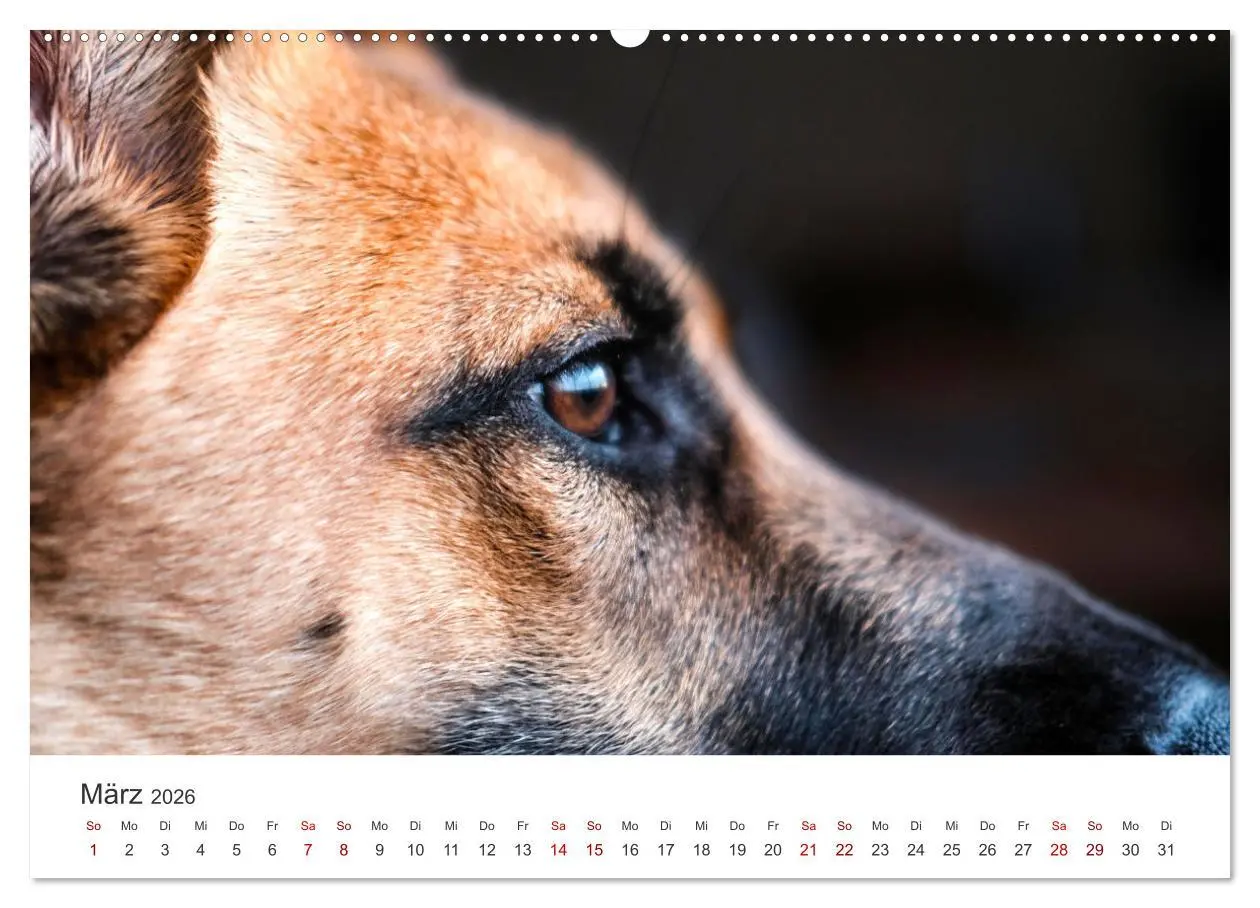 Bild: 9783457552964 | Schäferhunde - Die gutmütigen Wegbegleiter. (Wandkalender 2026 DIN...
