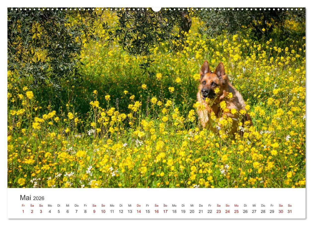 Bild: 9783457552964 | Schäferhunde - Die gutmütigen Wegbegleiter. (Wandkalender 2026 DIN...