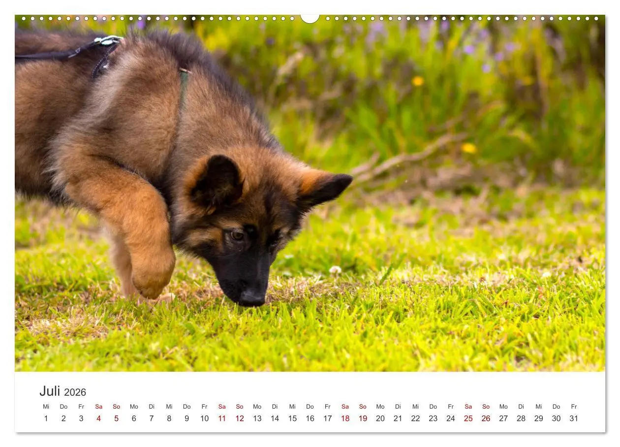Bild: 9783457552964 | Schäferhunde - Die gutmütigen Wegbegleiter. (Wandkalender 2026 DIN...