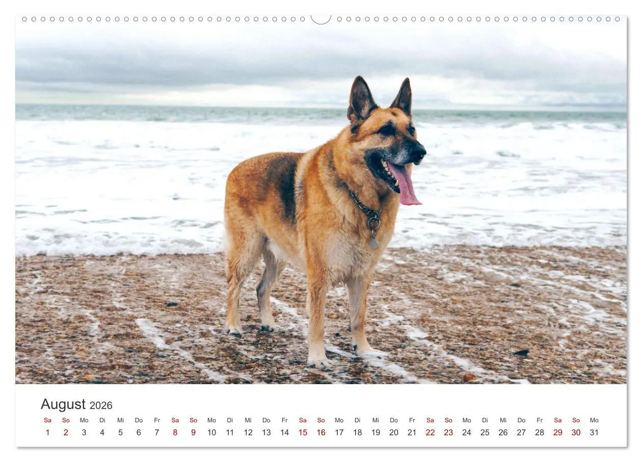 Bild: 9783457552964 | Schäferhunde - Die gutmütigen Wegbegleiter. (Wandkalender 2026 DIN...