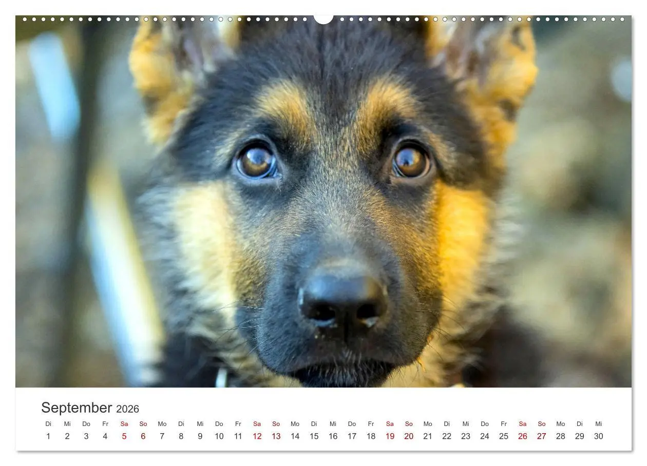 Bild: 9783457552964 | Schäferhunde - Die gutmütigen Wegbegleiter. (Wandkalender 2026 DIN...