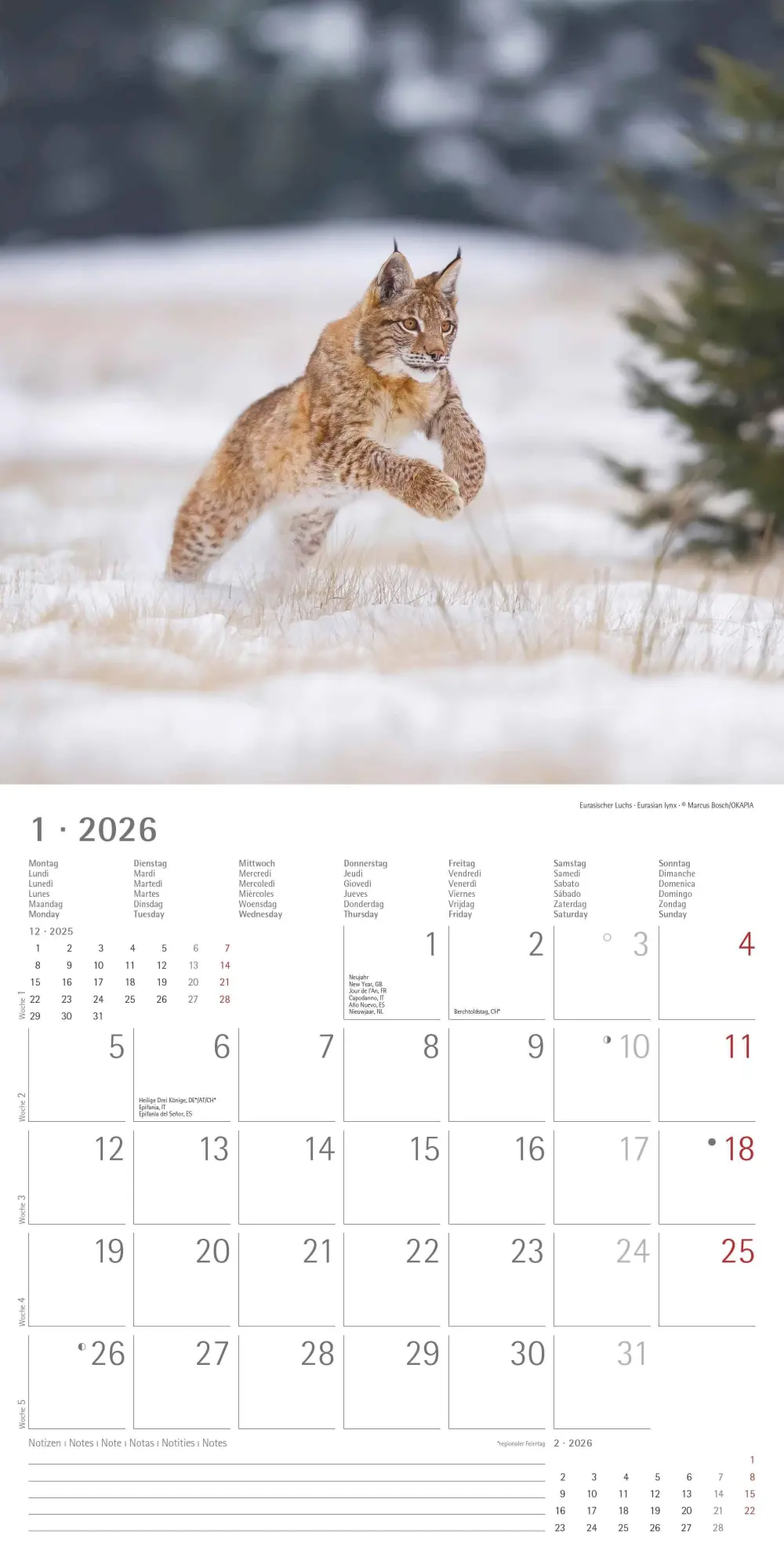Bild: 4069095003064 | Geheimnisvolles Waldleben 2026 - Broschürenkalender 30x30 cm (30x60...