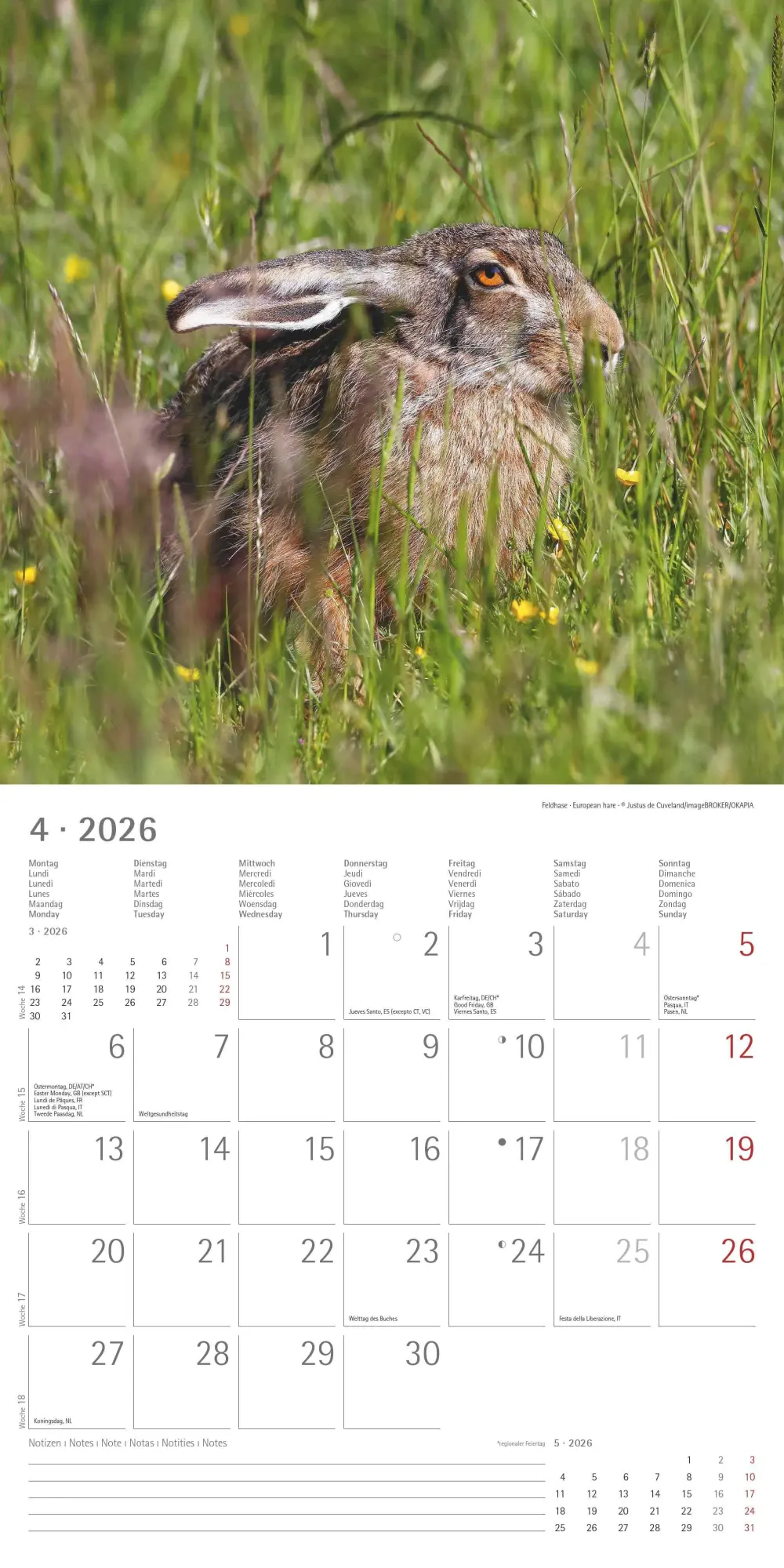 Bild: 4069095003064 | Geheimnisvolles Waldleben 2026 - Broschürenkalender 30x30 cm (30x60...