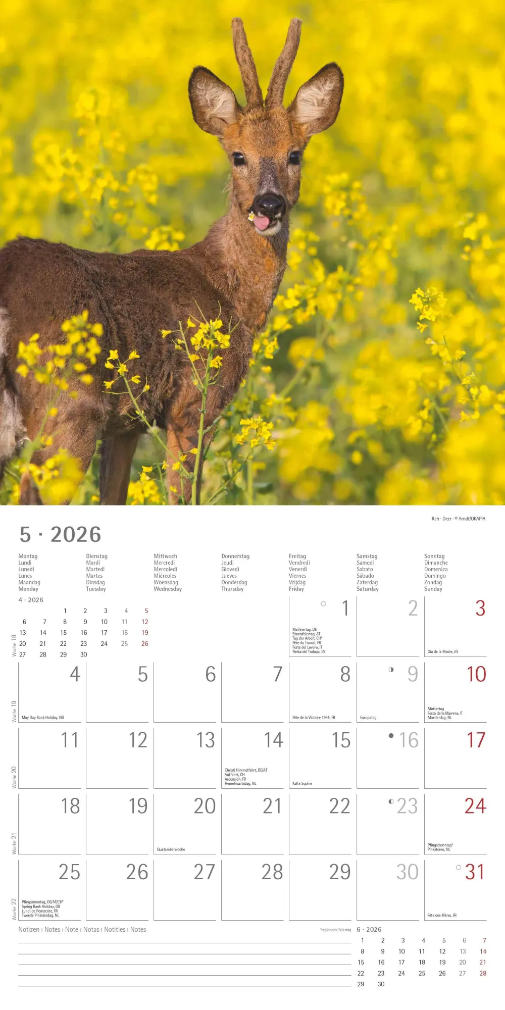 Bild: 4069095003064 | Geheimnisvolles Waldleben 2026 - Broschürenkalender 30x30 cm (30x60...
