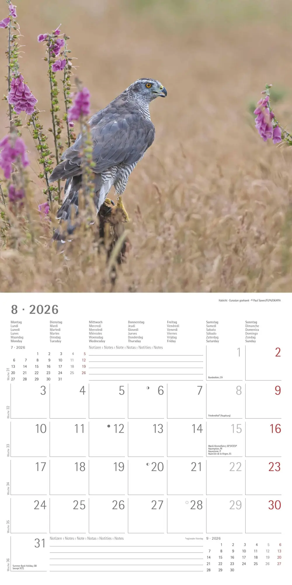 Bild: 4069095003064 | Geheimnisvolles Waldleben 2026 - Broschürenkalender 30x30 cm (30x60...