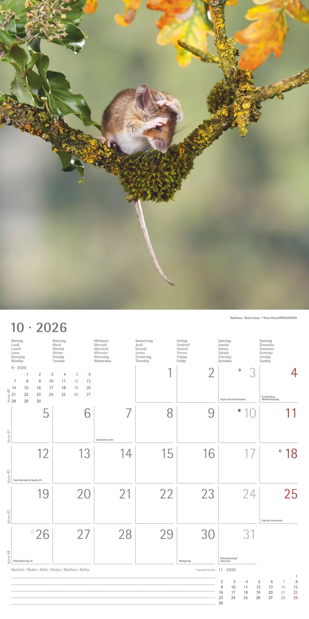 Bild: 4069095003064 | Geheimnisvolles Waldleben 2026 - Broschürenkalender 30x30 cm (30x60...