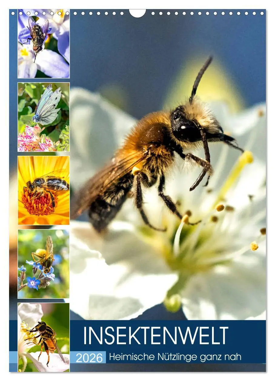 Cover: 9783516393064 | INSEKTENWELT - Heimische Nützlinge ganz nah (Wandkalender 2026 DIN...