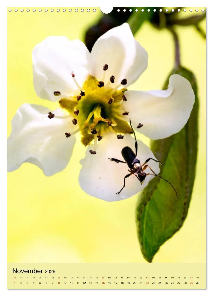Bild: 9783516393064 | INSEKTENWELT - Heimische Nützlinge ganz nah (Wandkalender 2026 DIN...