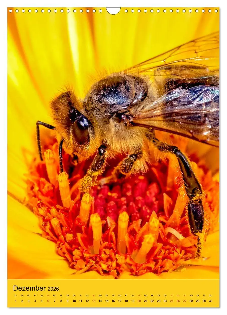 Bild: 9783516393064 | INSEKTENWELT - Heimische Nützlinge ganz nah (Wandkalender 2026 DIN...