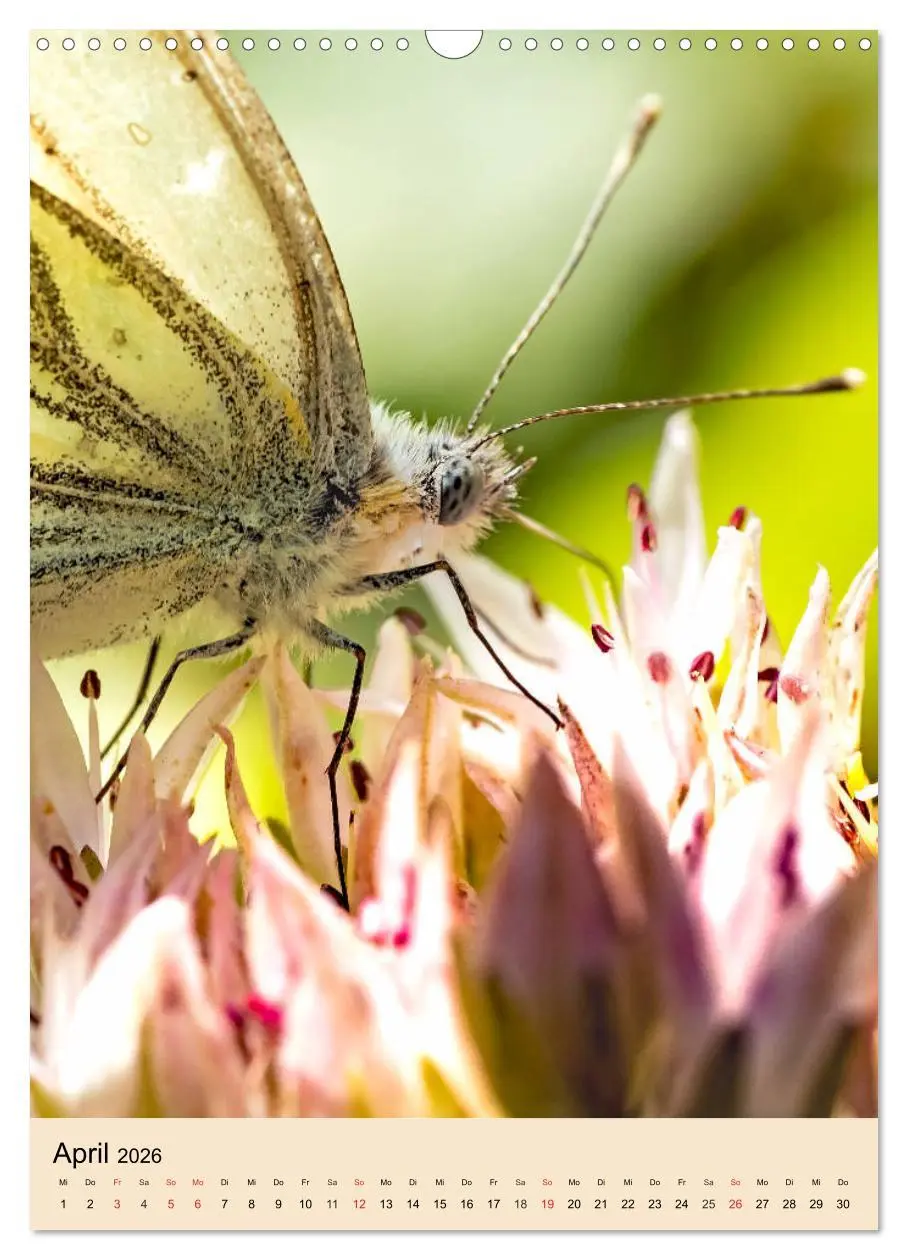 Bild: 9783516393064 | INSEKTENWELT - Heimische Nützlinge ganz nah (Wandkalender 2026 DIN...