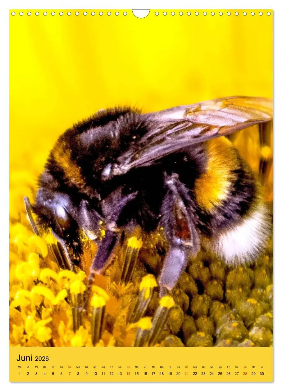 Bild: 9783516393064 | INSEKTENWELT - Heimische Nützlinge ganz nah (Wandkalender 2026 DIN...