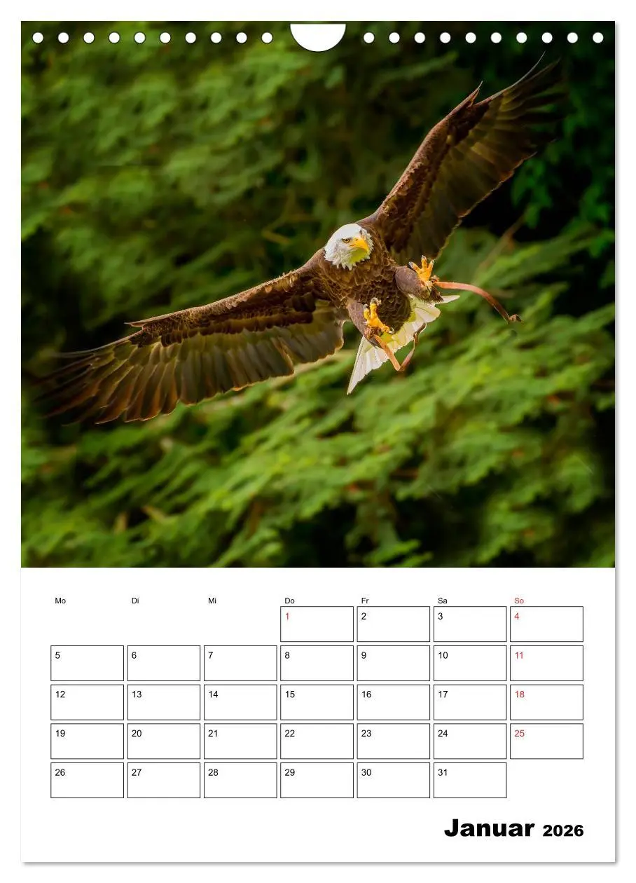 Bild: 9783516463064 | Raub- und Greifvögel im Flug (Wandkalender 2026 DIN A4 hoch),...