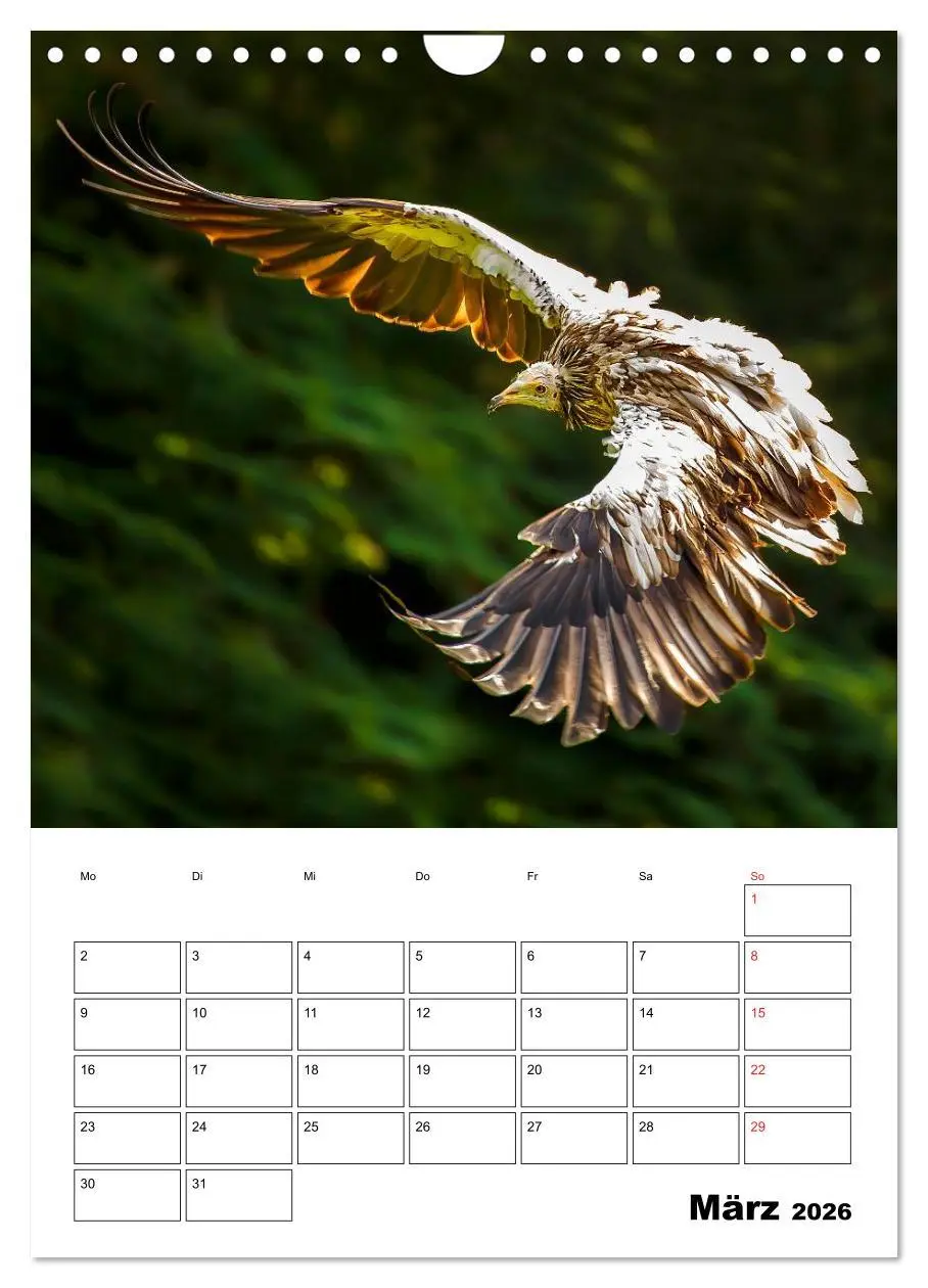 Bild: 9783516463064 | Raub- und Greifvögel im Flug (Wandkalender 2026 DIN A4 hoch),...