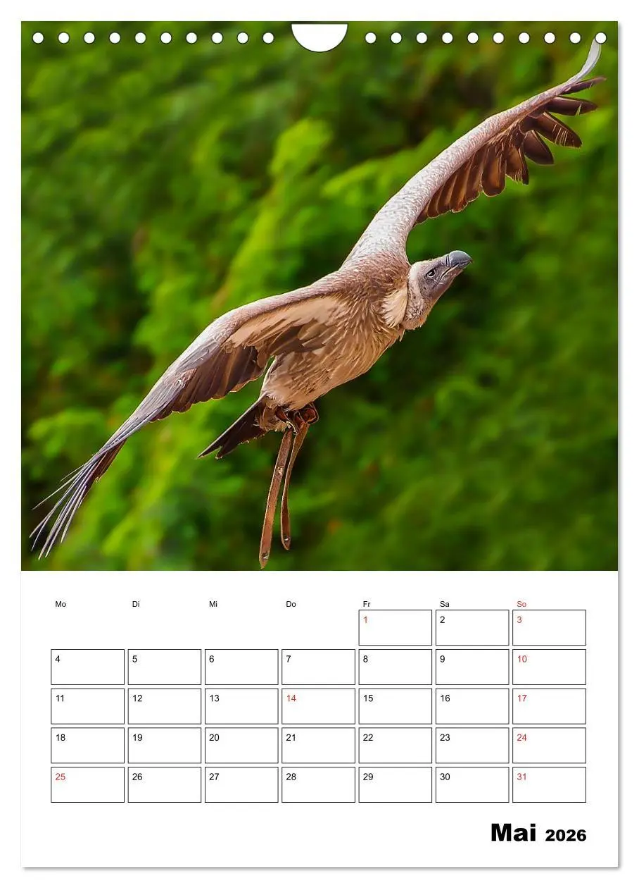 Bild: 9783516463064 | Raub- und Greifvögel im Flug (Wandkalender 2026 DIN A4 hoch),...