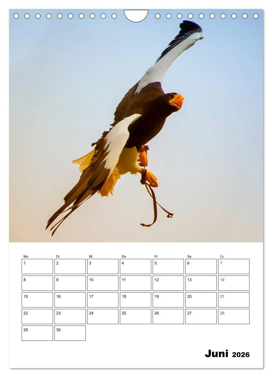 Bild: 9783516463064 | Raub- und Greifvögel im Flug (Wandkalender 2026 DIN A4 hoch),...