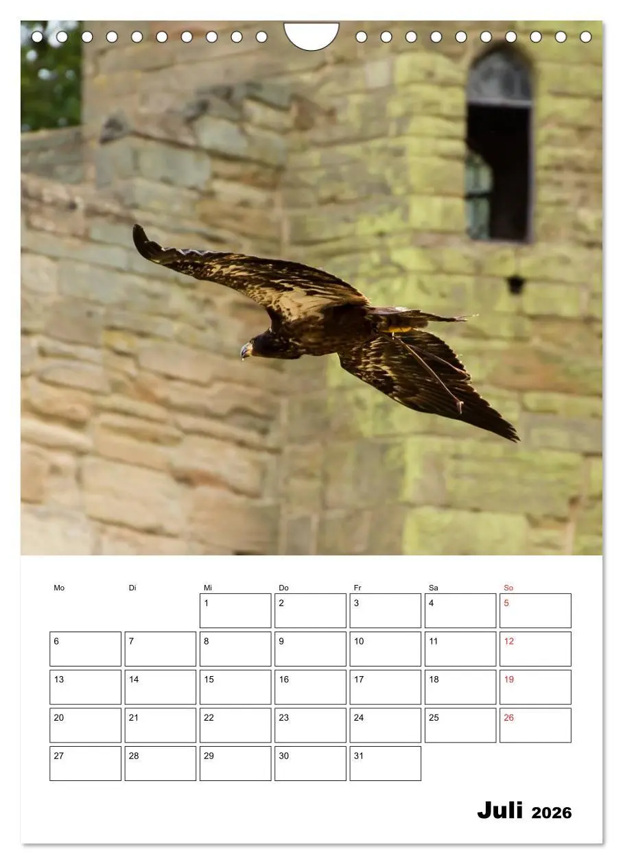 Bild: 9783516463064 | Raub- und Greifvögel im Flug (Wandkalender 2026 DIN A4 hoch),...