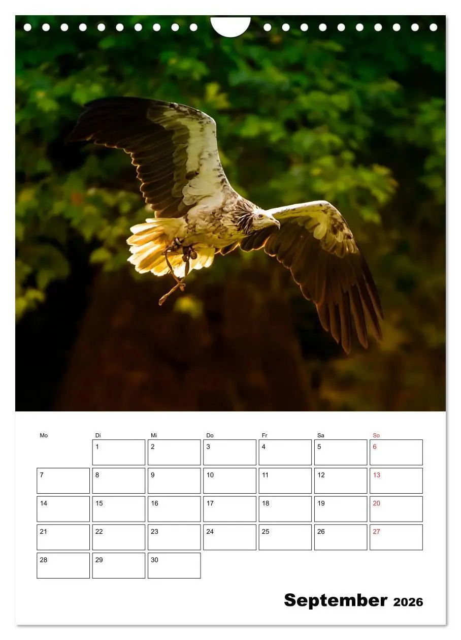 Bild: 9783516463064 | Raub- und Greifvögel im Flug (Wandkalender 2026 DIN A4 hoch),...