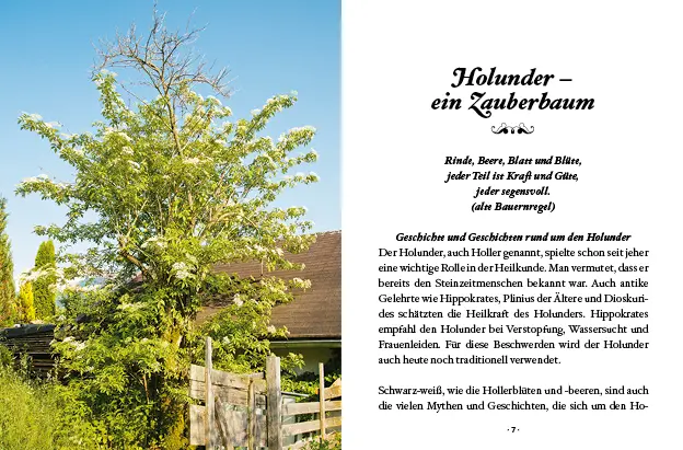 Bild: 9783710403064 | Das große kleine Buch: Holunderzeit | Was alles im Holler steckt
