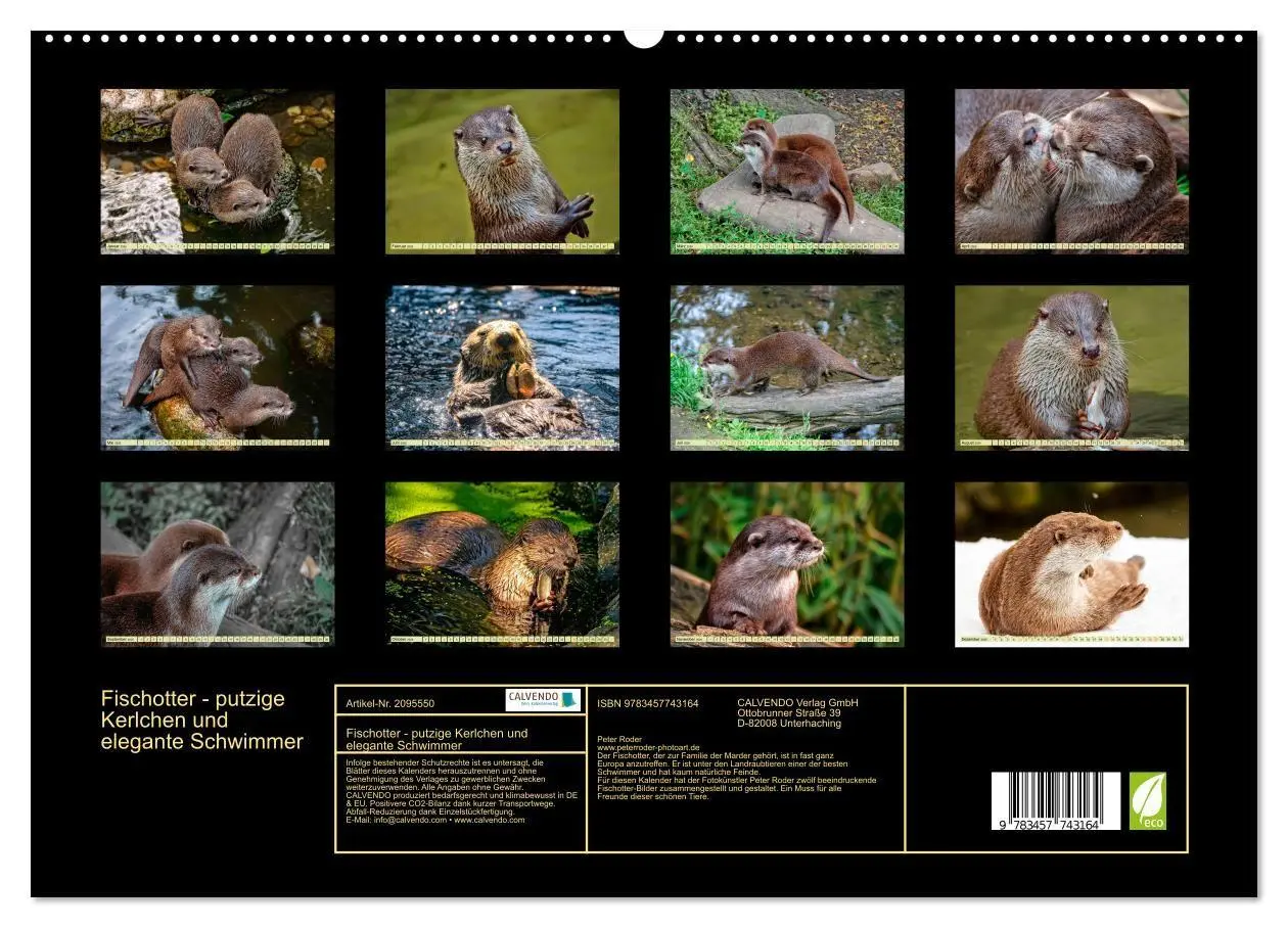 Bild: 9783457743164 | Fischotter - putzige Kerlchen und elegante Schwimmer (hochwertiger...