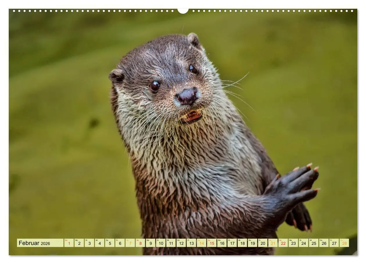 Bild: 9783457743164 | Fischotter - putzige Kerlchen und elegante Schwimmer (hochwertiger...